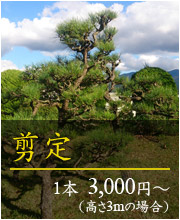 剪定