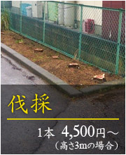 伐採
